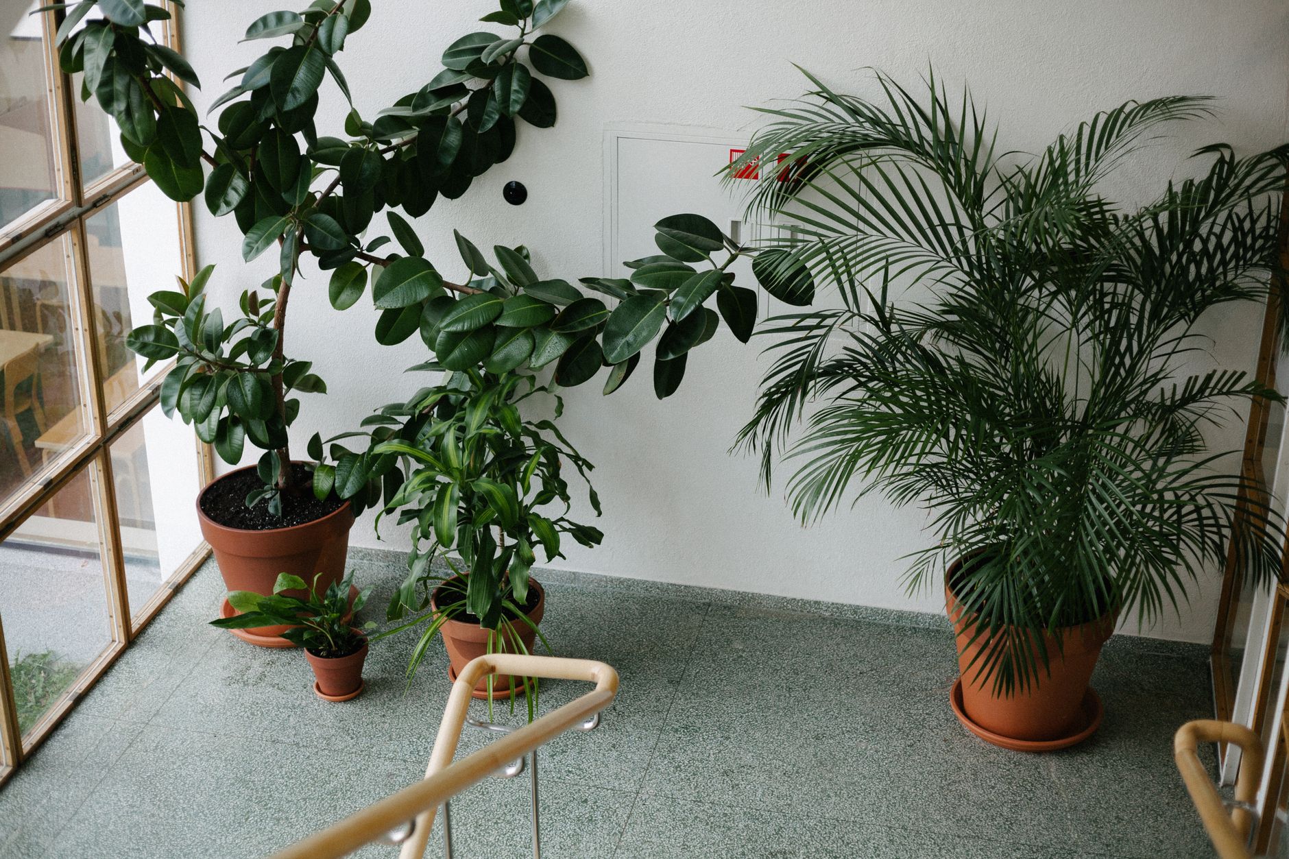 Plantas en casa